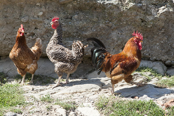 El bestiar petit: gallines, paons i oques. Serrat de la Teia